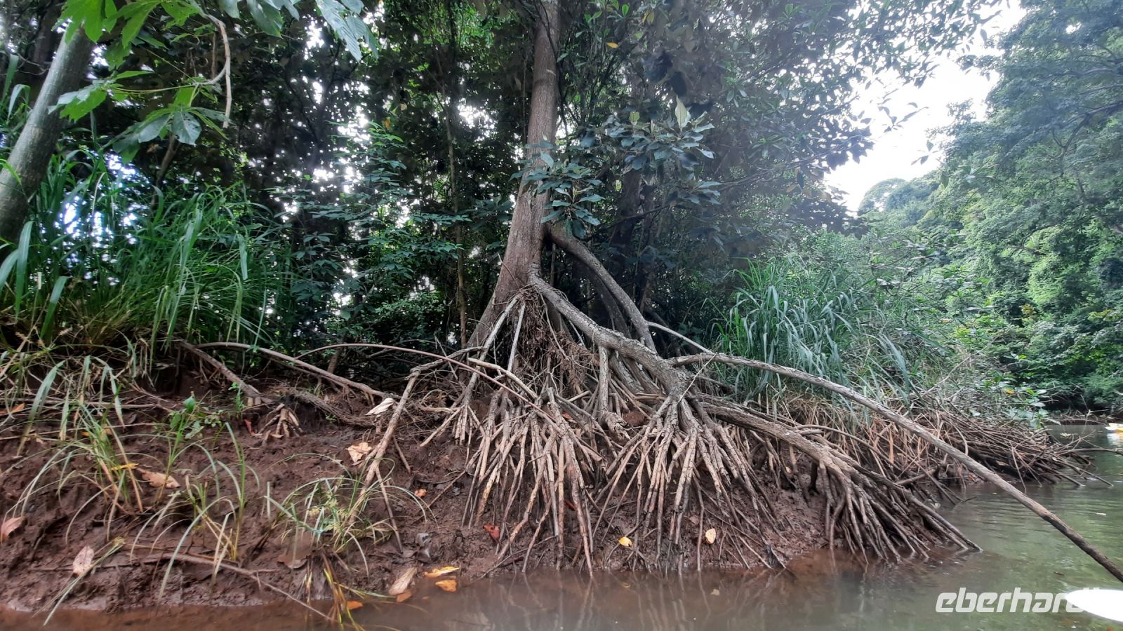 072 – Costa Rica, Ora Fluss, Kajak Tour, Mangroven