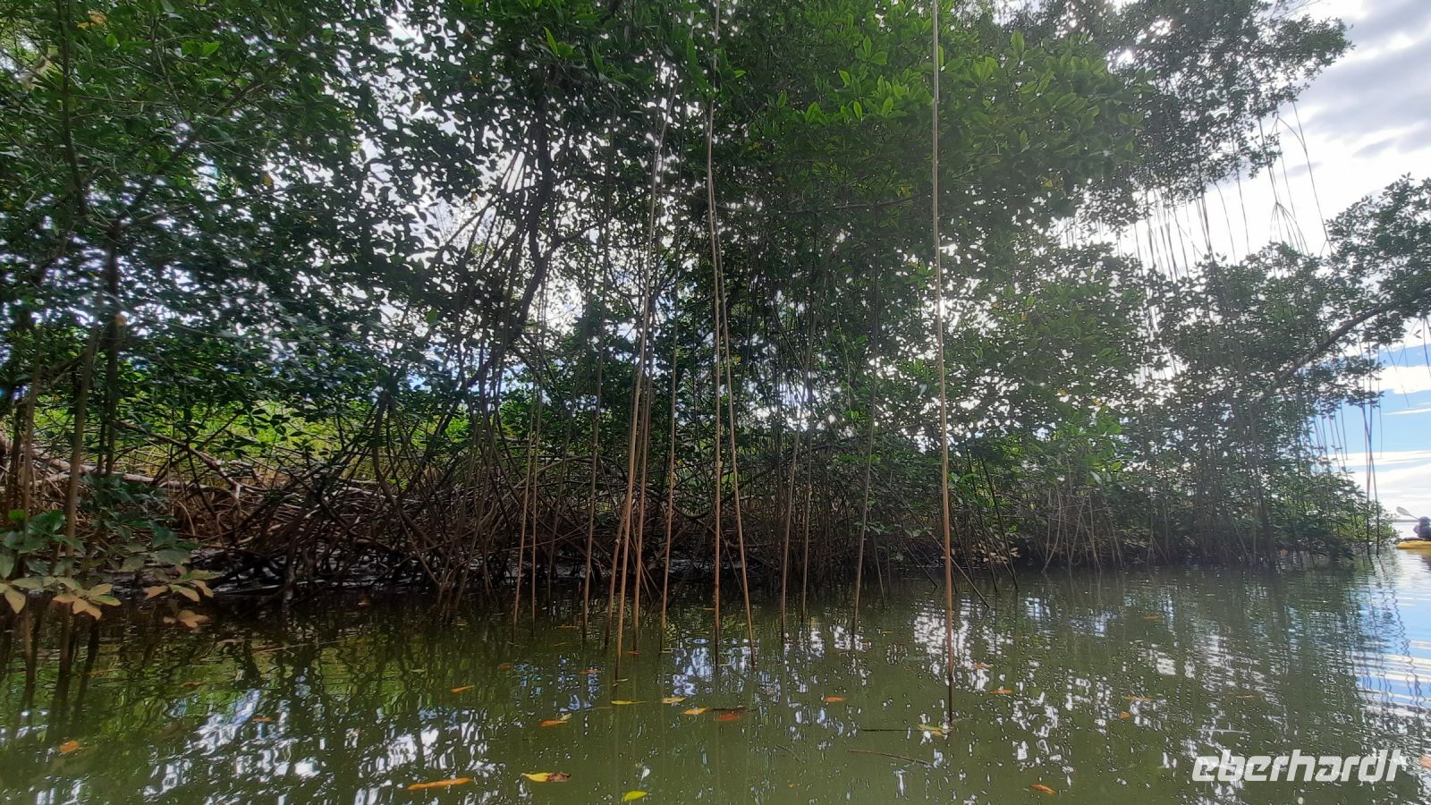 073 – Costa Rica, Ora Fluss, Kajak Tour, Mangroven