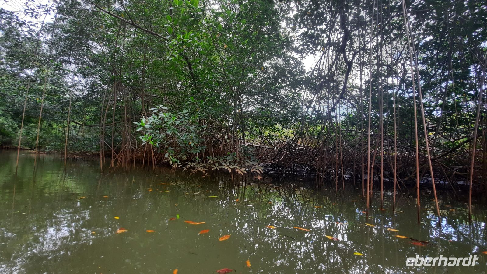 074 – Costa Rica, Ora Fluss, Kajak Tour, Mangroven