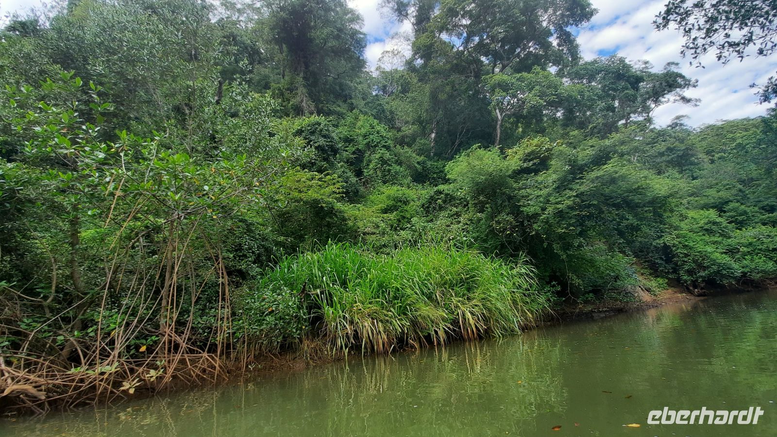 075 – Costa Rica, Ora Fluss, Kajak Tour, Mangroven