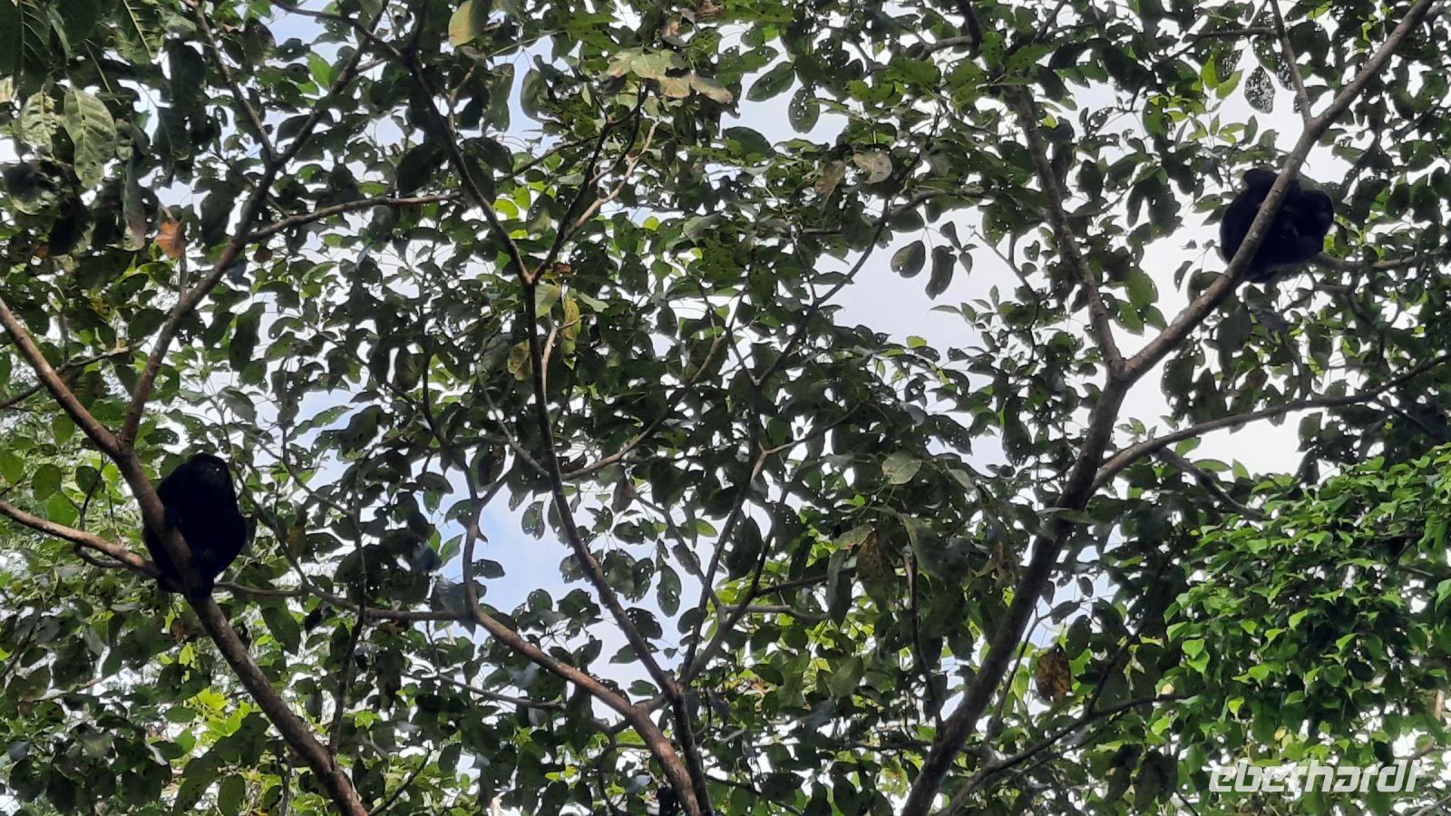 088 – Costa Rica, Samara, Nammbú Beachfront Bungalows, Brüllaffen