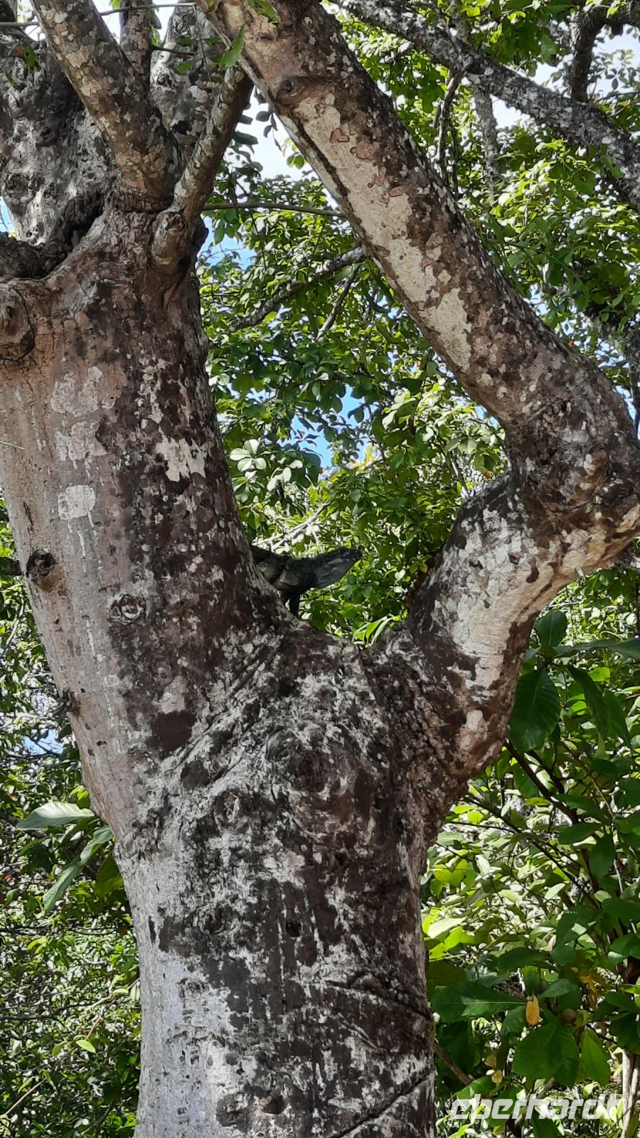 089 – Costa Rica, Samara, Nammbú Beachfront Bungalows, Leguan