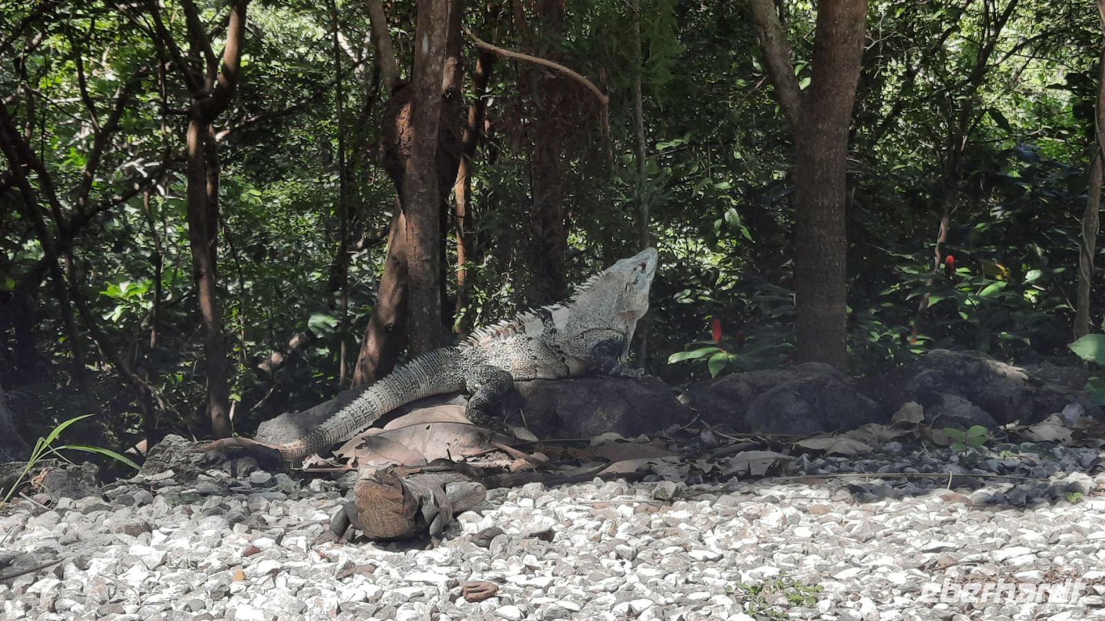 091 – Costa Rica, Samara, Nammbú Beachfront Bungalows, Leguan