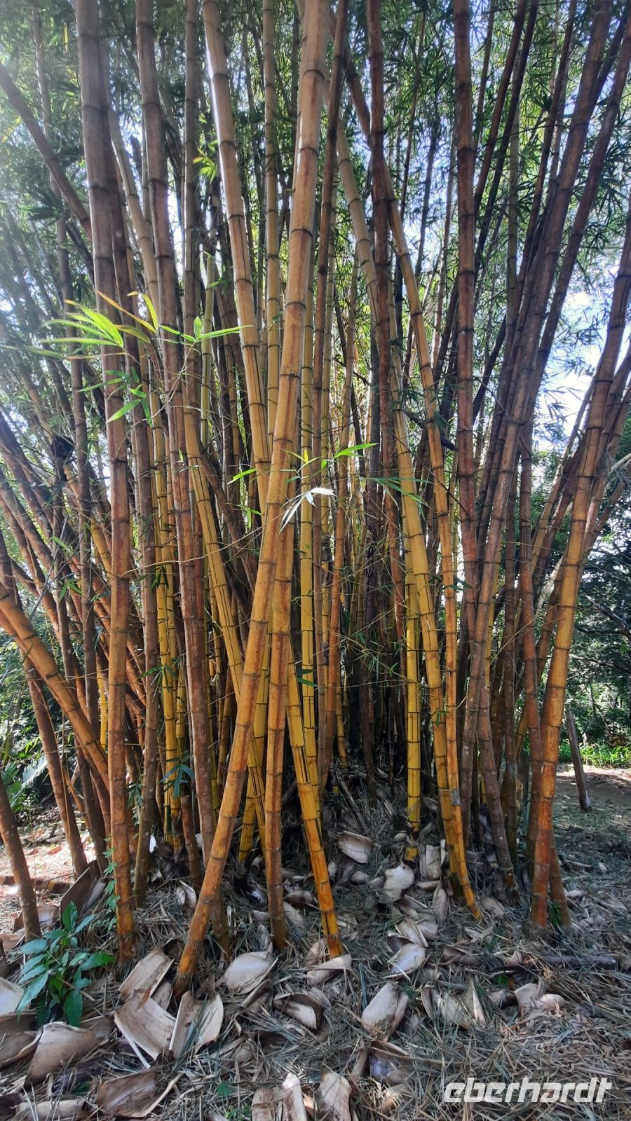 094 – Costa Rica, Werner Sauter Biological Reserve