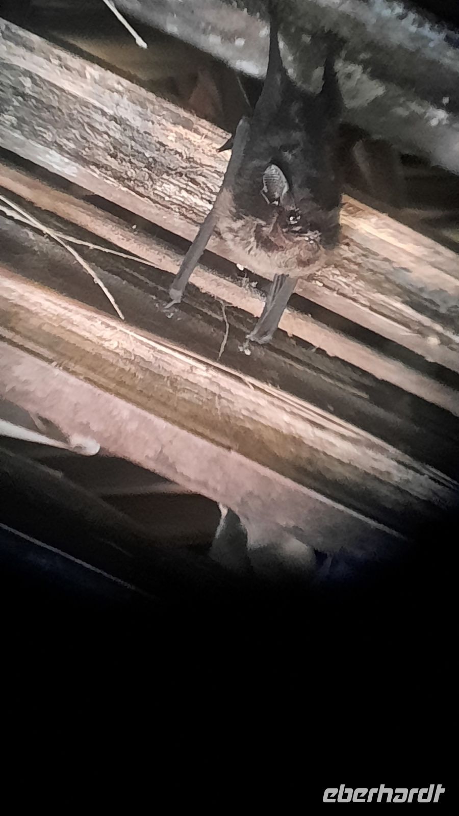 096 – Costa Rica, Werner Sauter Biological Reserve, Fledermäuse