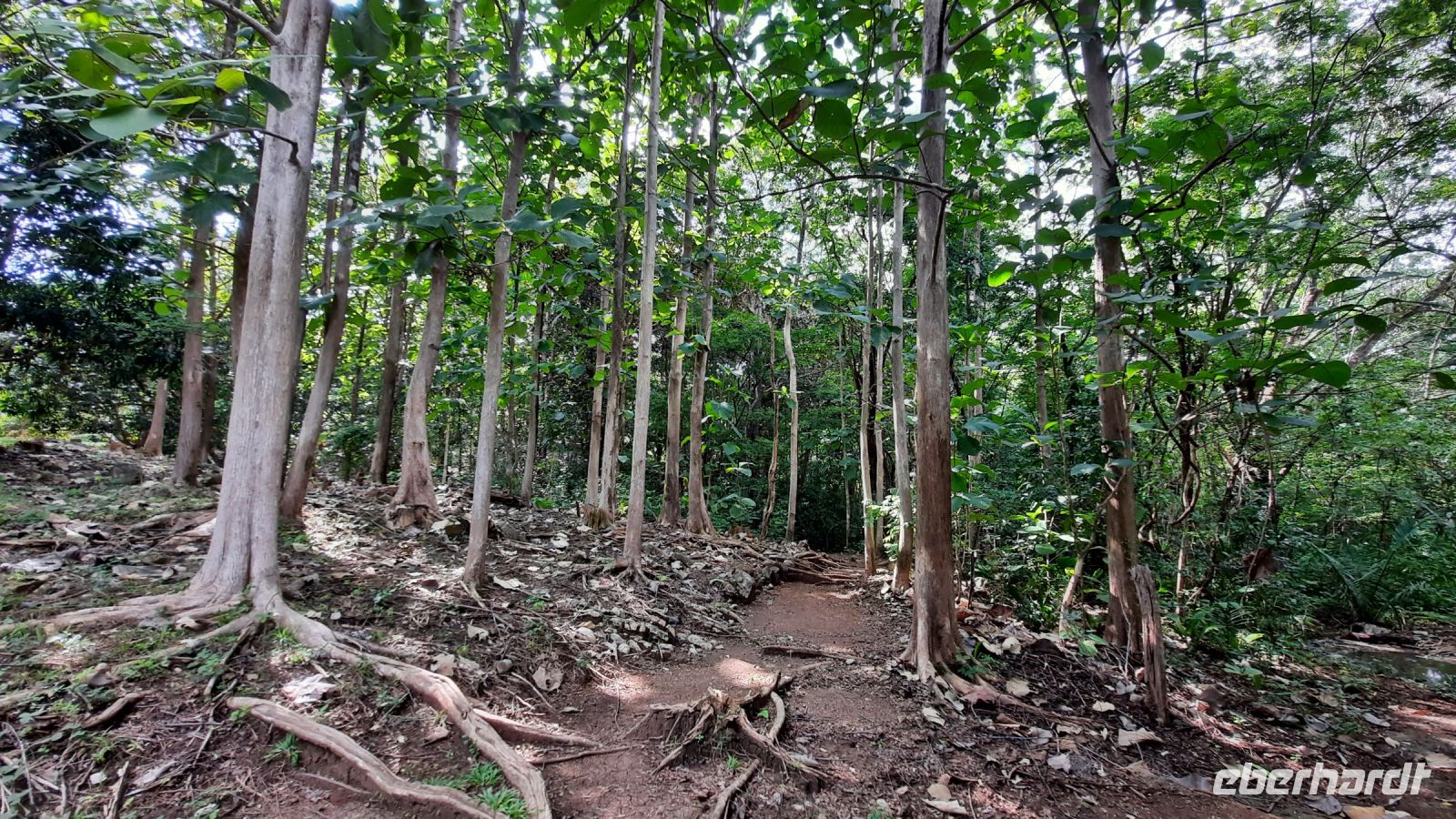 101 – Costa Rica, Werner Sauter Biological Reserve