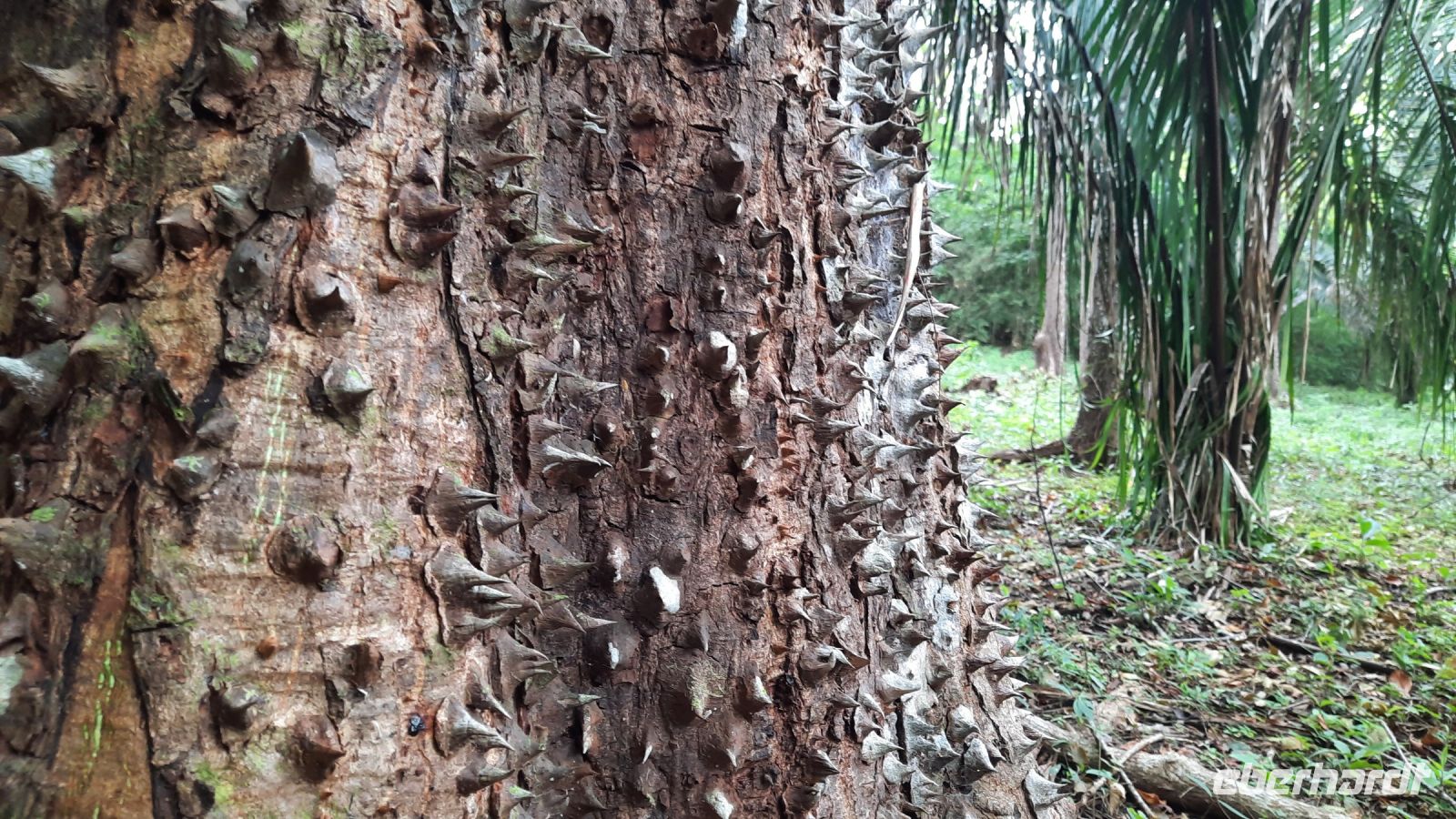 104 – Costa Rica, Werner Sauter Biological Reserve