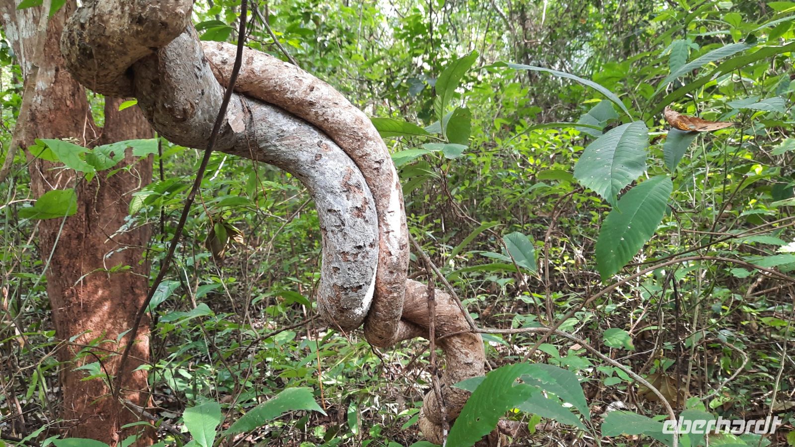 105 – Costa Rica, Werner Sauter Biological Reserve