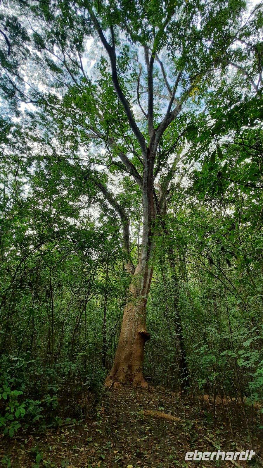 106 – Costa Rica, Werner Sauter Biological Reserve