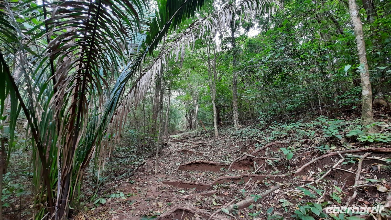 107 – Costa Rica, Werner Sauter Biological Reserve