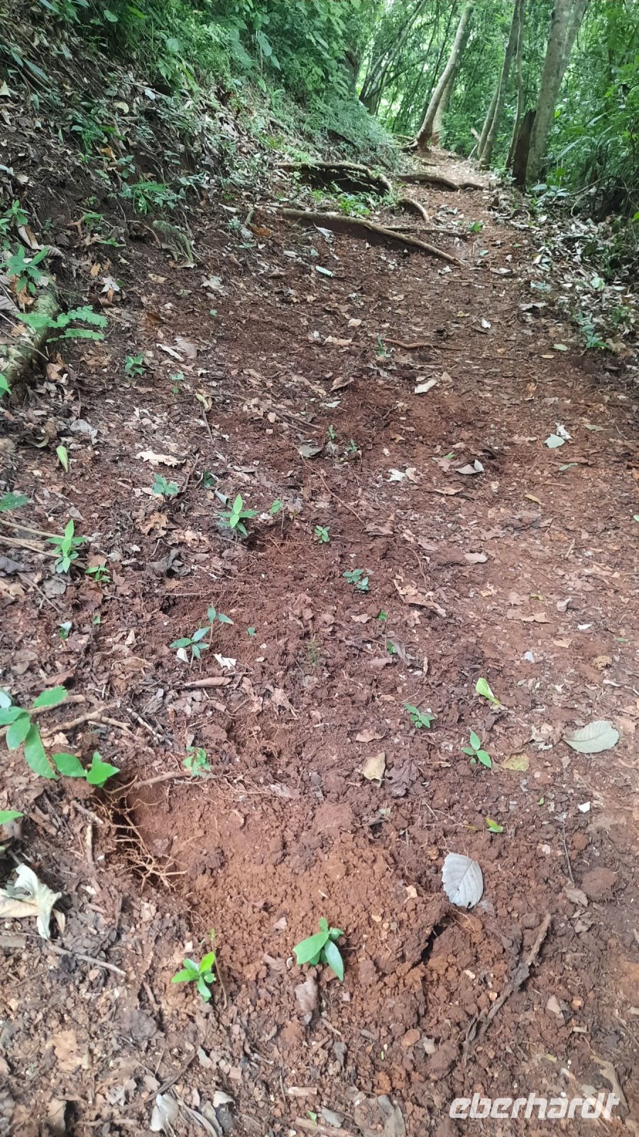 109 – Costa Rica, Werner Sauter Biological Reserve, Aktivität von Nasenbär