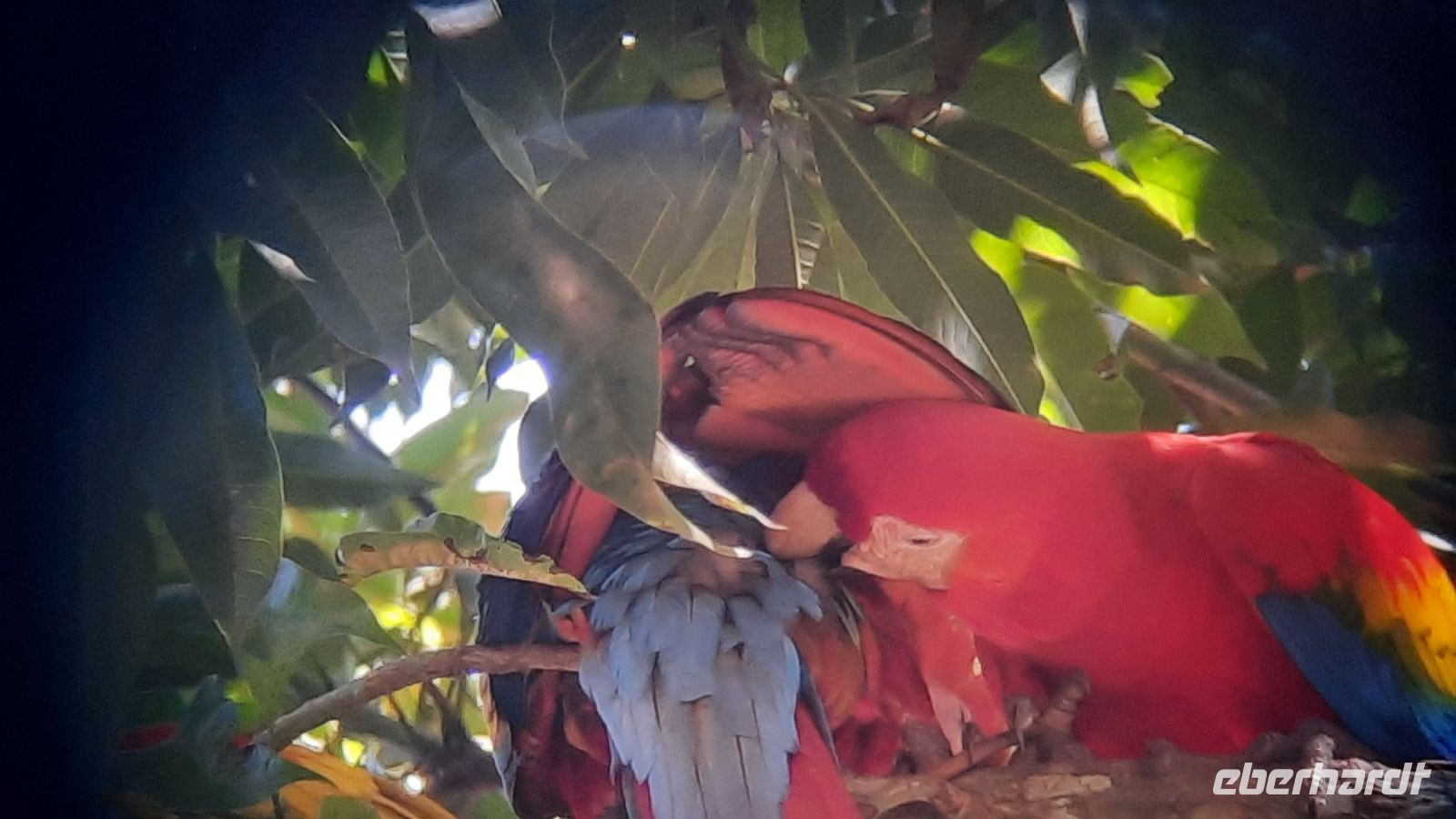 125 – Costa Rica, Ara