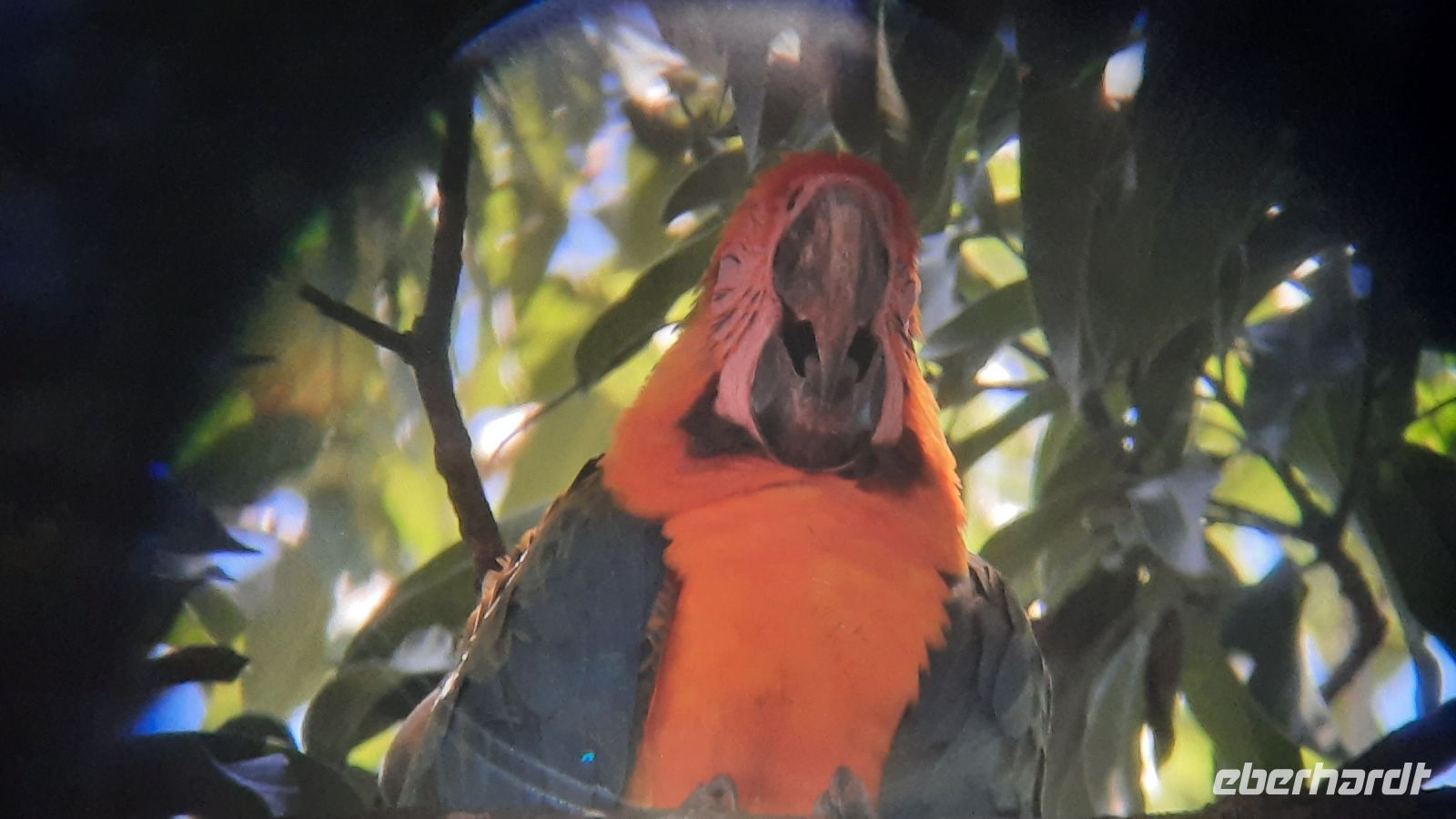 127 – Costa Rica, Blau-gelbe Ara