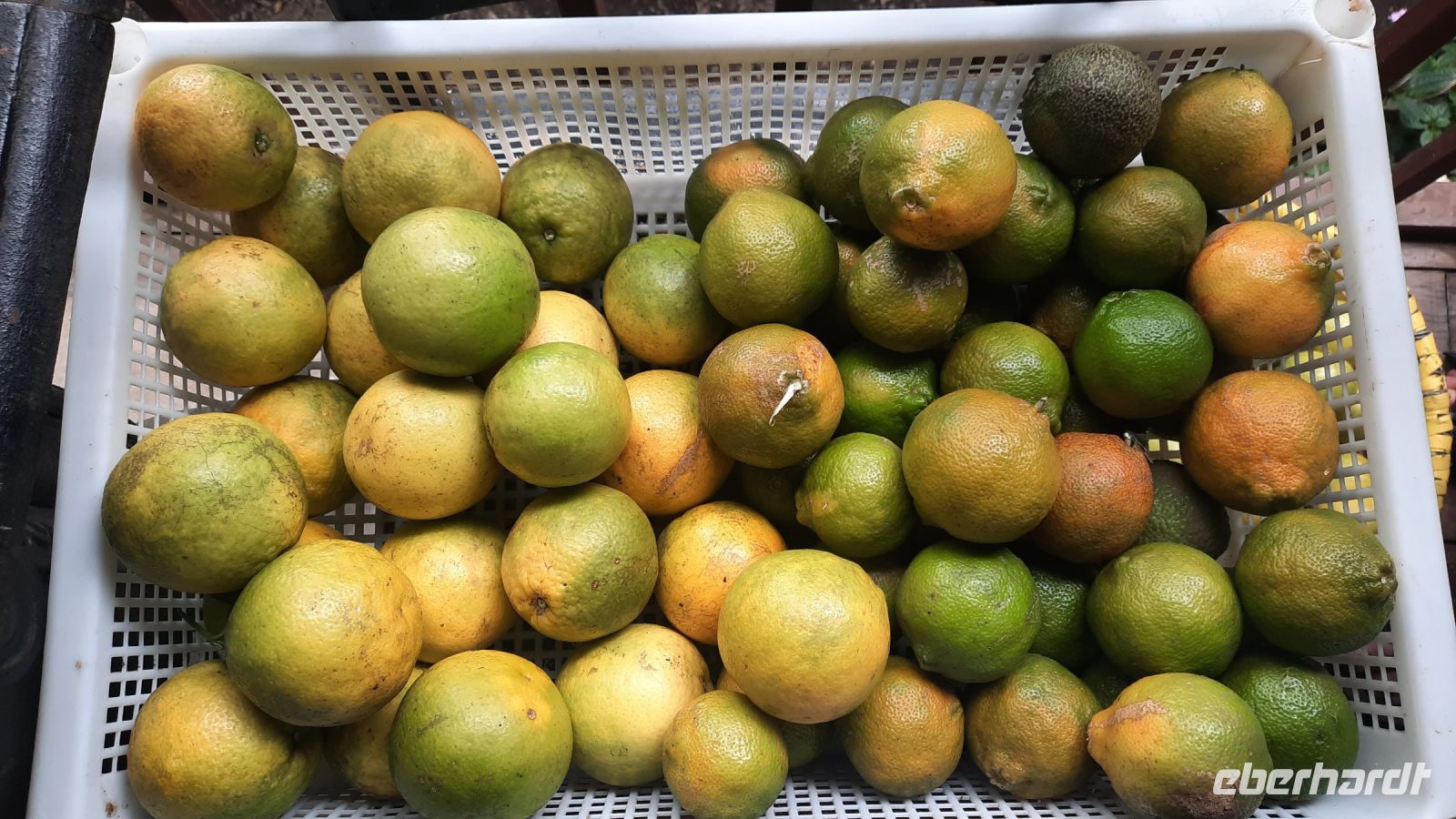 134 – Costa Rica, Finca Doña Hermida