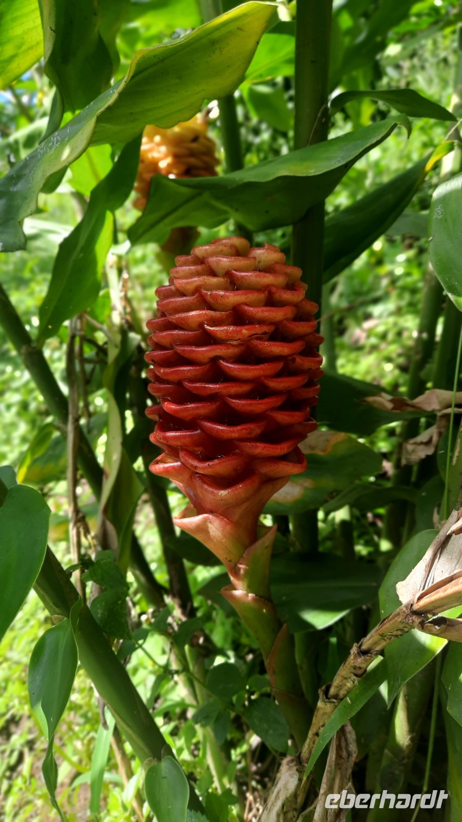 139 – Costa Rica, Finca Doña Hermida