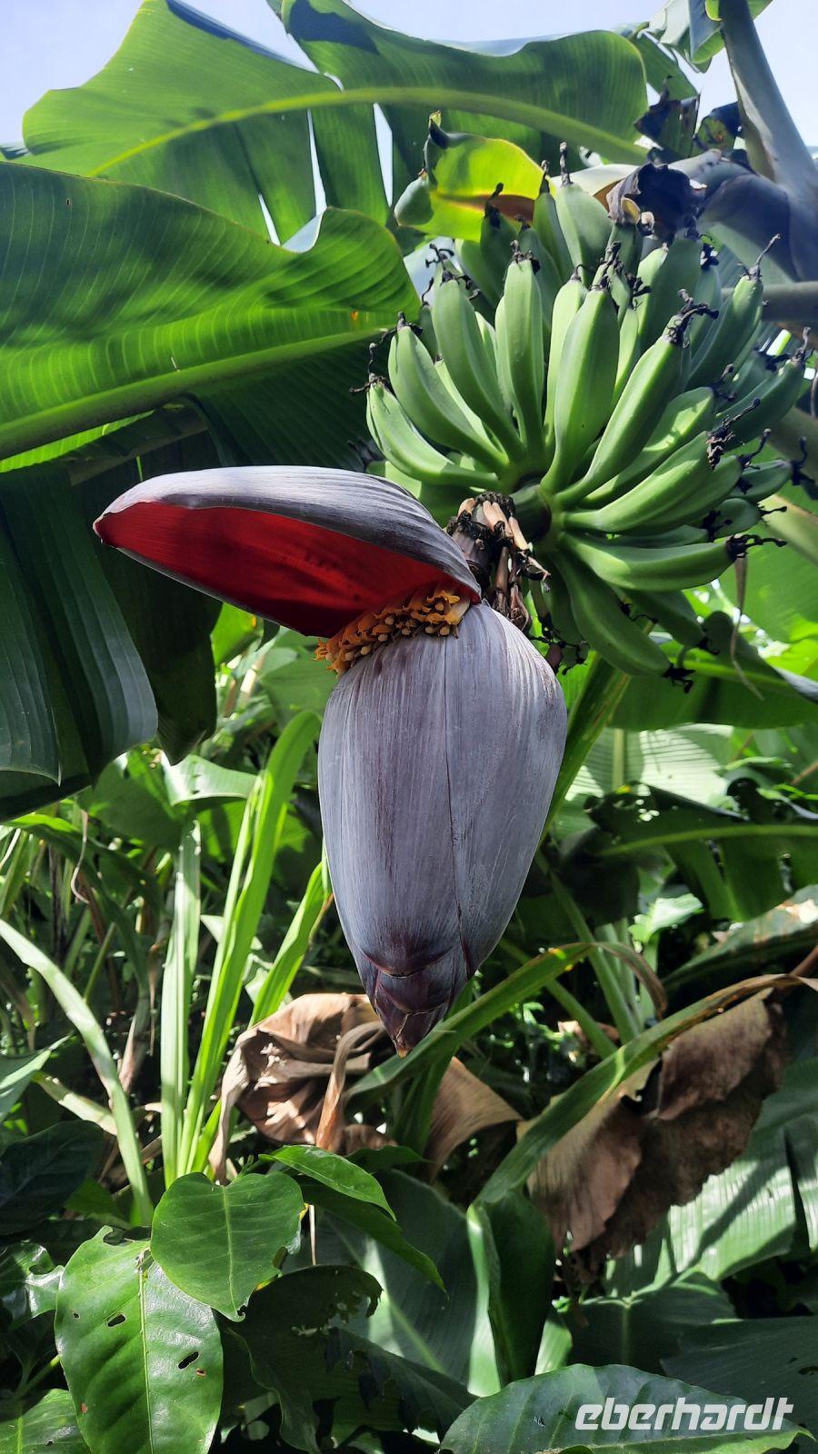 140 – Costa Rica, Finca Doña Hermida