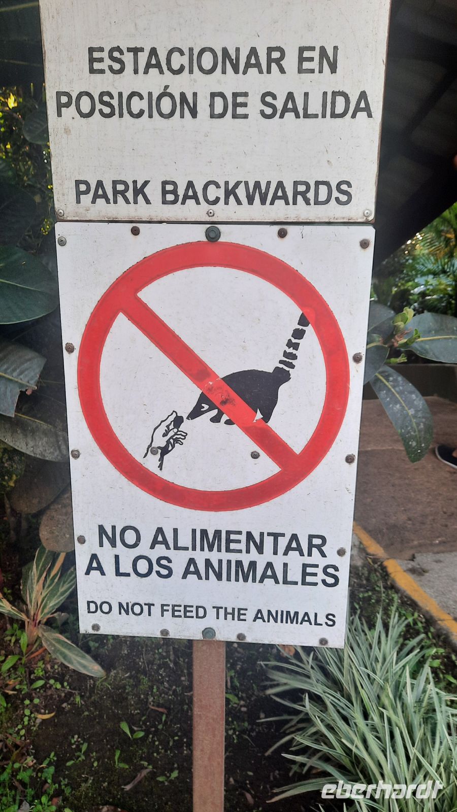 143 – Nasenbären füttern verboten!