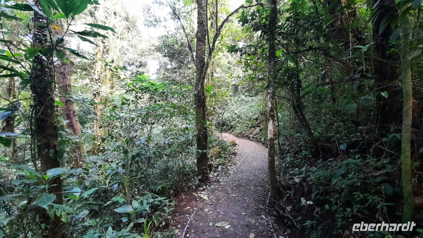 146 – Costa Rica, Monteverde Wanderung Nebelwald