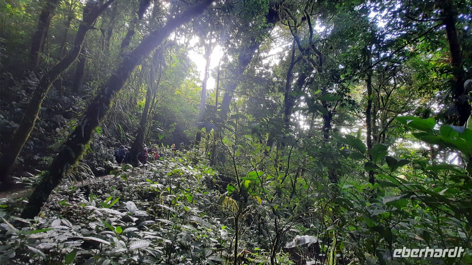 147 – Costa Rica, Monteverde Wanderung Nebelwald