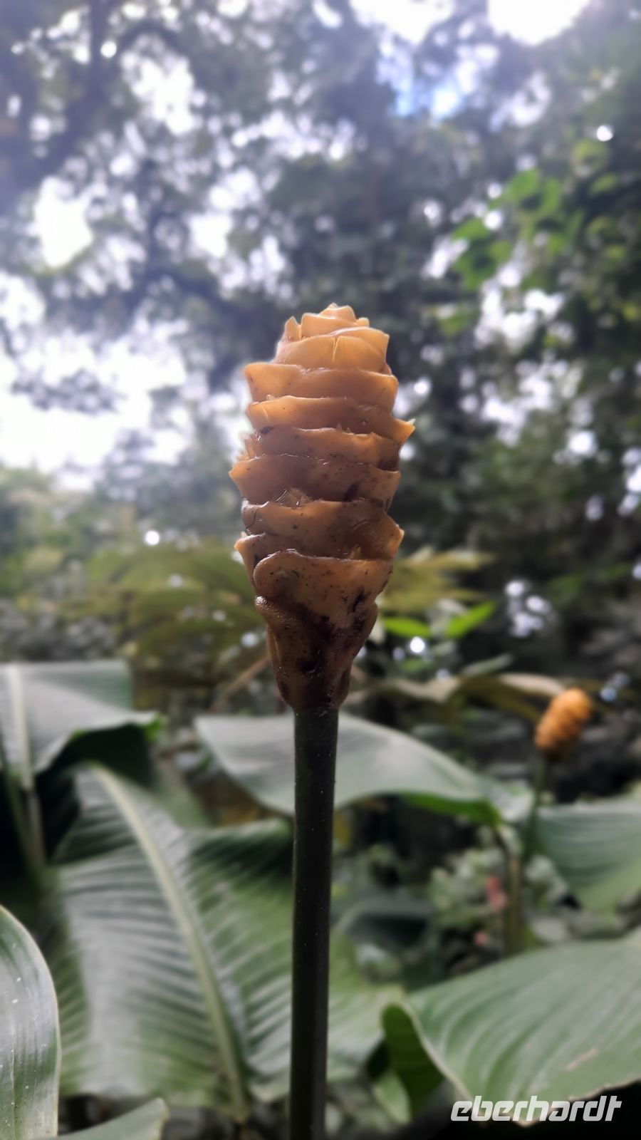 148 – Costa Rica, Monteverde Wanderung Nebelwald