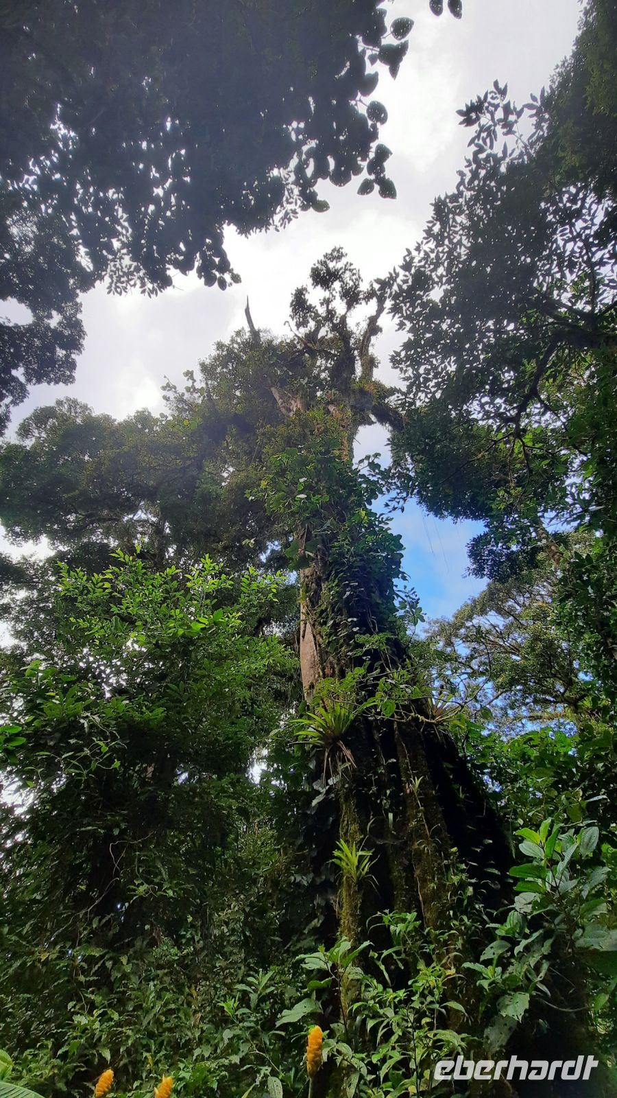 149 – Costa Rica, Monteverde Wanderung Nebelwald