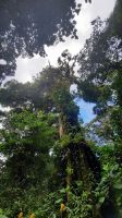 149 – Costa Rica, Monteverde Wanderung Nebelwald