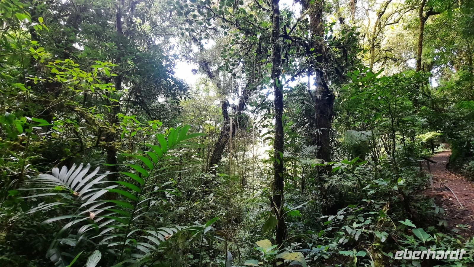 150 – Costa Rica, Monteverde Wanderung Nebelwald