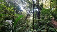 150 – Costa Rica, Monteverde Wanderung Nebelwald