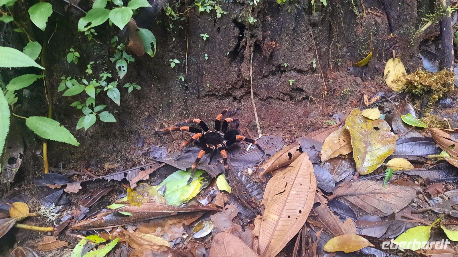 151 – Costa Rica, Monteverde Wanderung Nebelwald, Tarantel