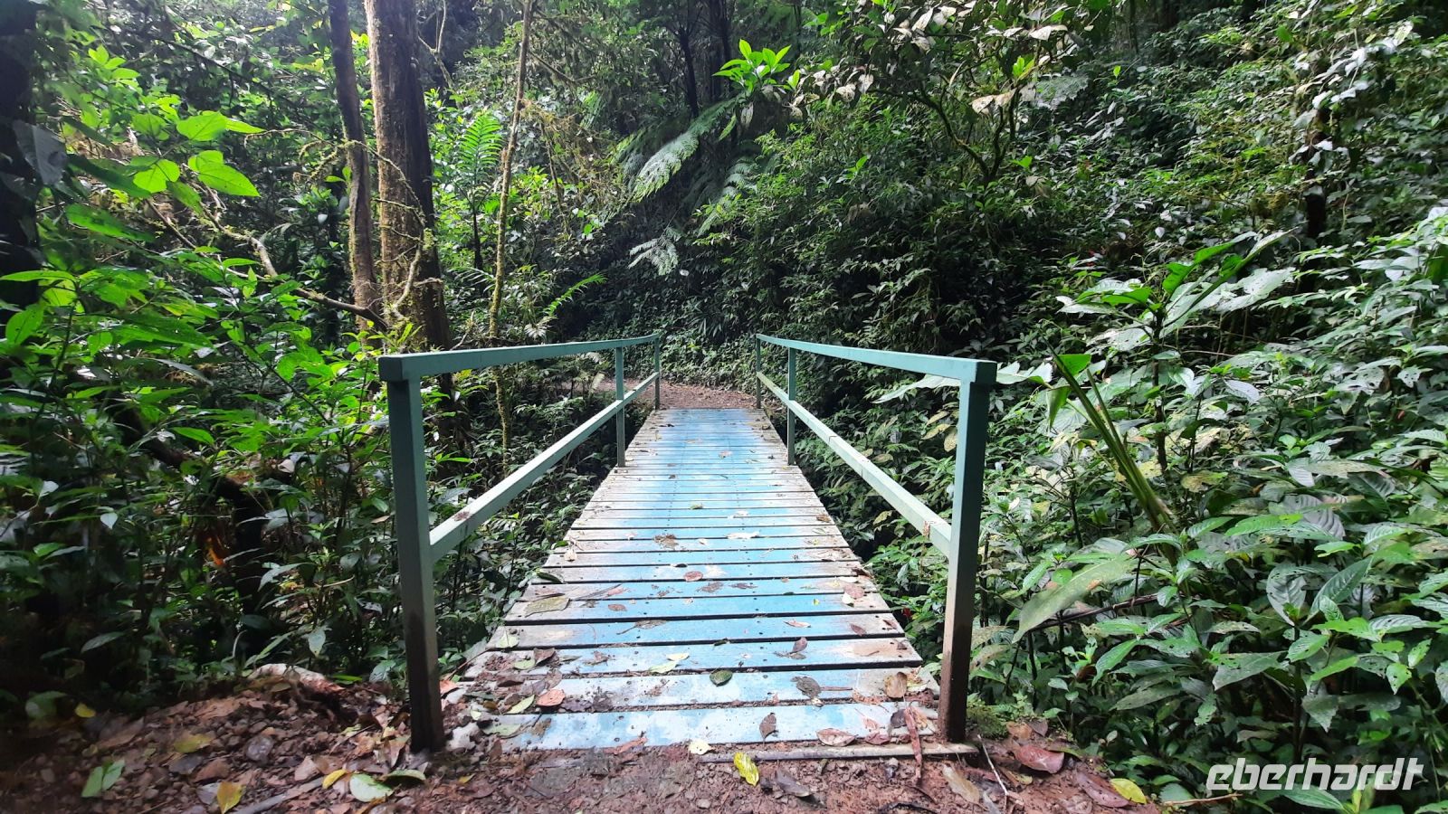 152 – Costa Rica, Monteverde Wanderung Nebelwald