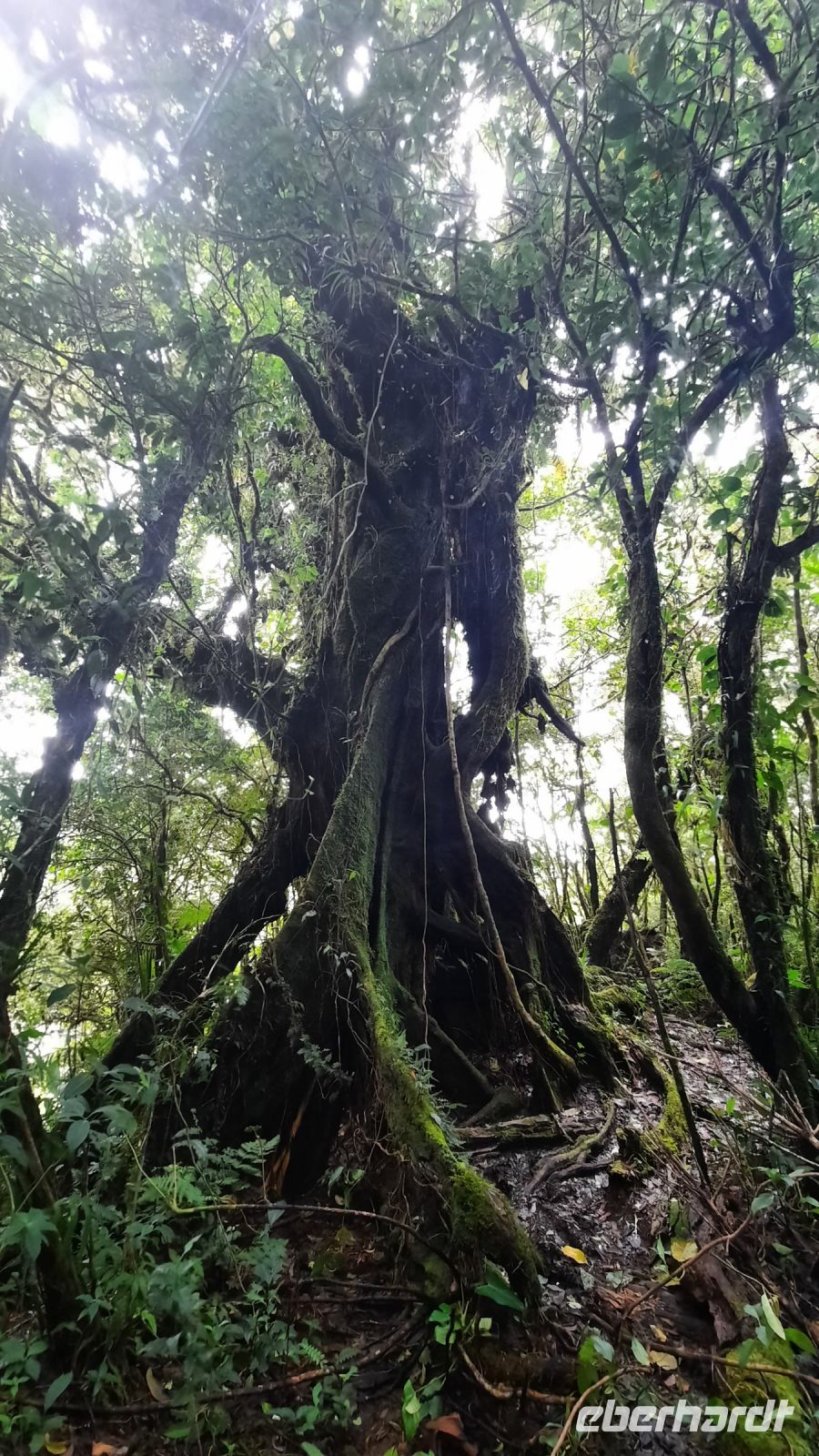 153 – Costa Rica, Monteverde Wanderung Nebelwald