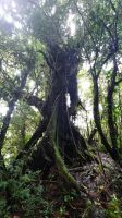 153 – Costa Rica, Monteverde Wanderung Nebelwald