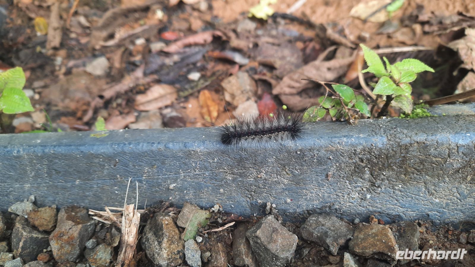 154 – Costa Rica, Monteverde Wanderung Nebelwald, Raupe