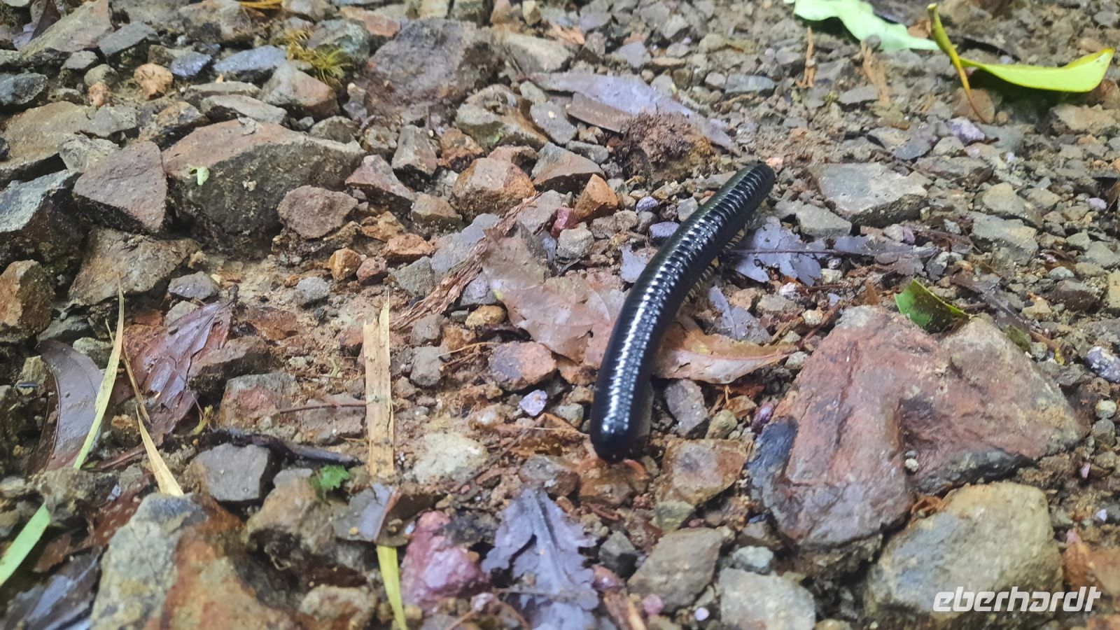 155 – Costa Rica, Monteverde Wanderung Nebelwald, Tausendfüßer