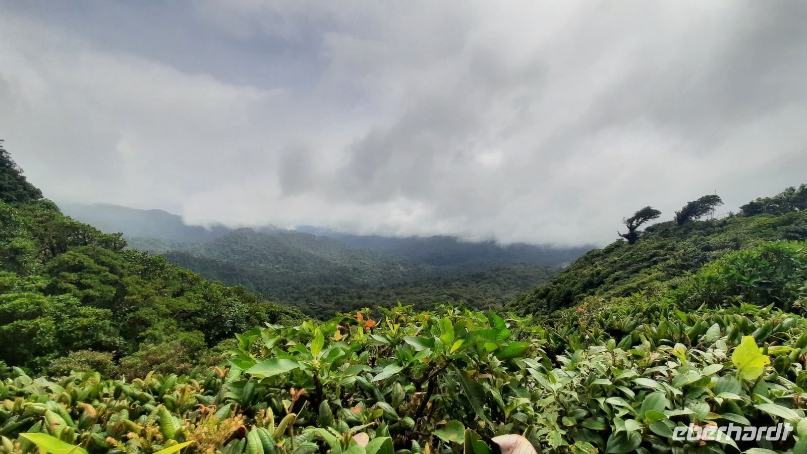 158 – Costa Rica, Monteverde Wanderung Nebelwald, Wetterscheide