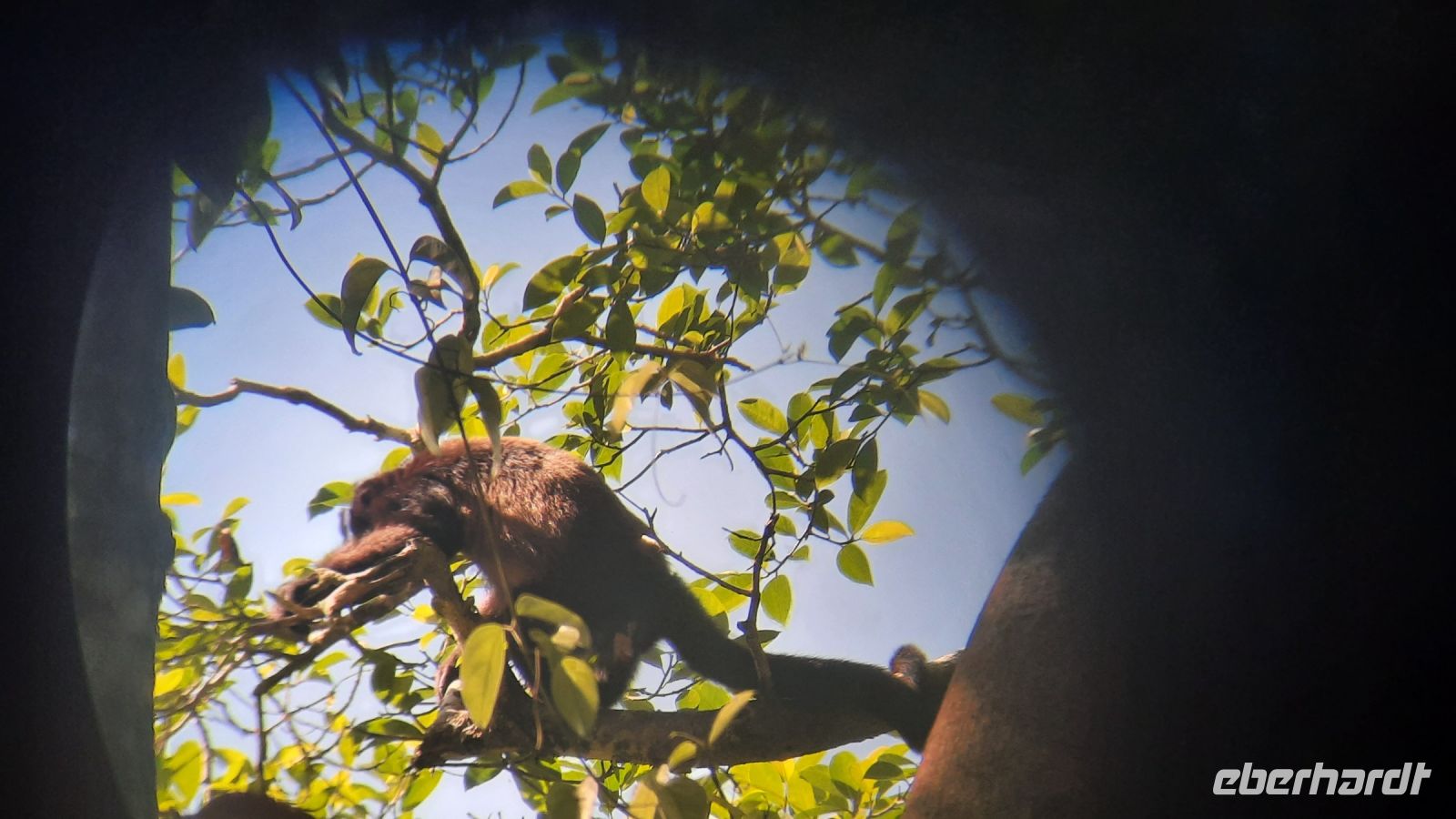 173 – Costa Rica, Nationalpark Manuel Antonio, Brüllaffe