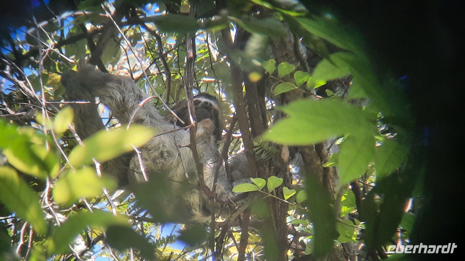 174 – Costa Rica, Nationalpark Manuel Antonio, Faultier