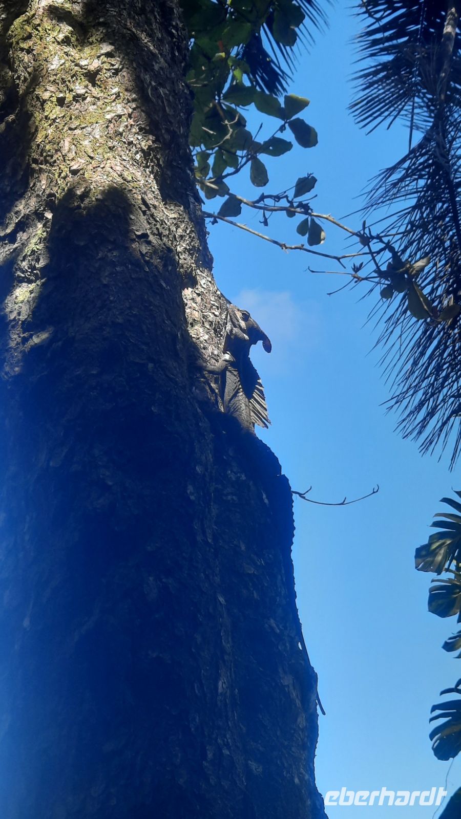 186 – Costa Rica, Aguila de Osa Inn, Jesus Christ Lizard