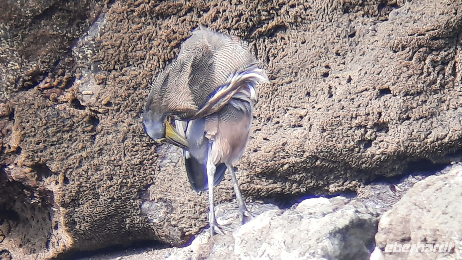 193 – Costa Rica, Corcovado-Nationalpark, Reier