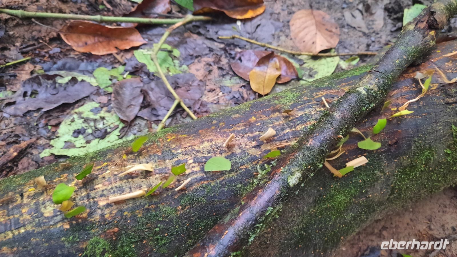 196 – Costa Rica, Corcovado-Nationalpark, Blattschneideameisen