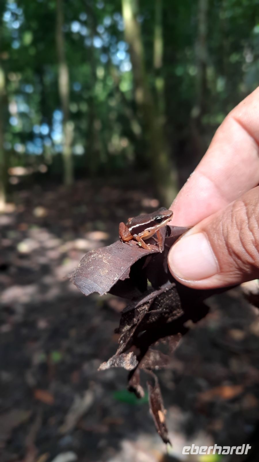 197 – Costa Rica, Corcovado-Nationalpark, Talamanca-Frosch