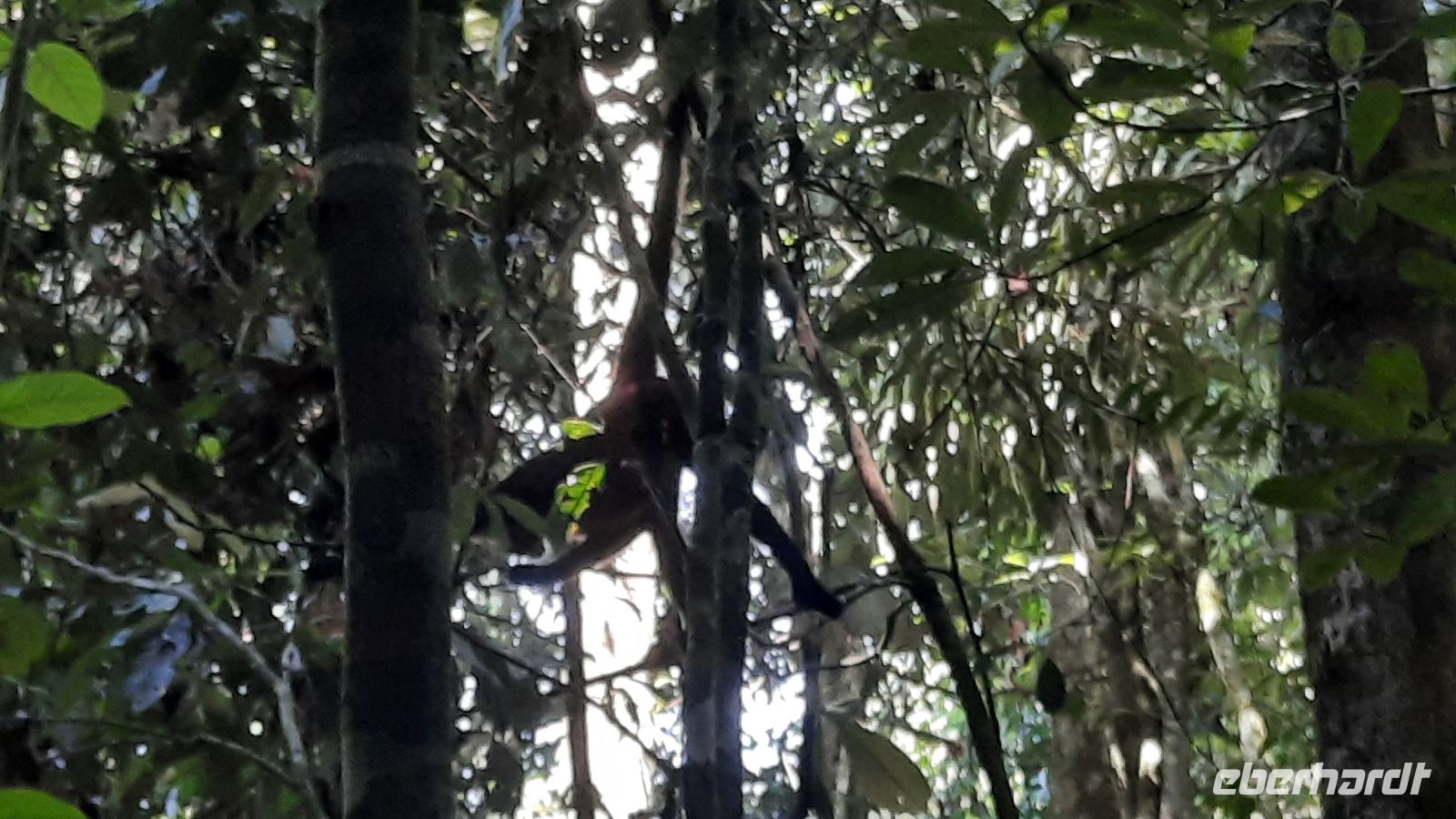 199 – Costa Rica, Corcovado-Nationalpark, Klammeraffe