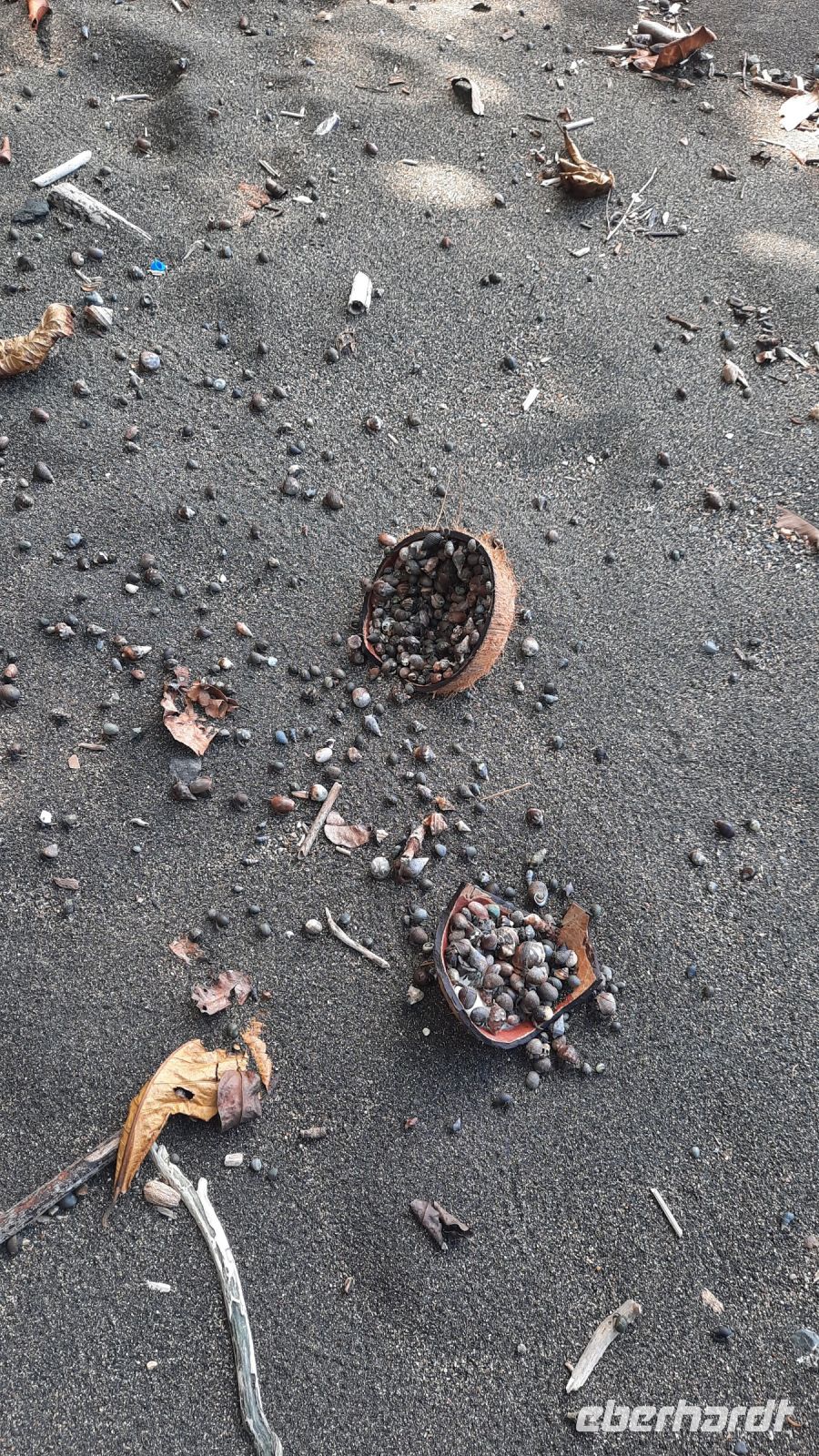 200 – Costa Rica, Corcovado-Nationalpark, Einsiedlerkrebse