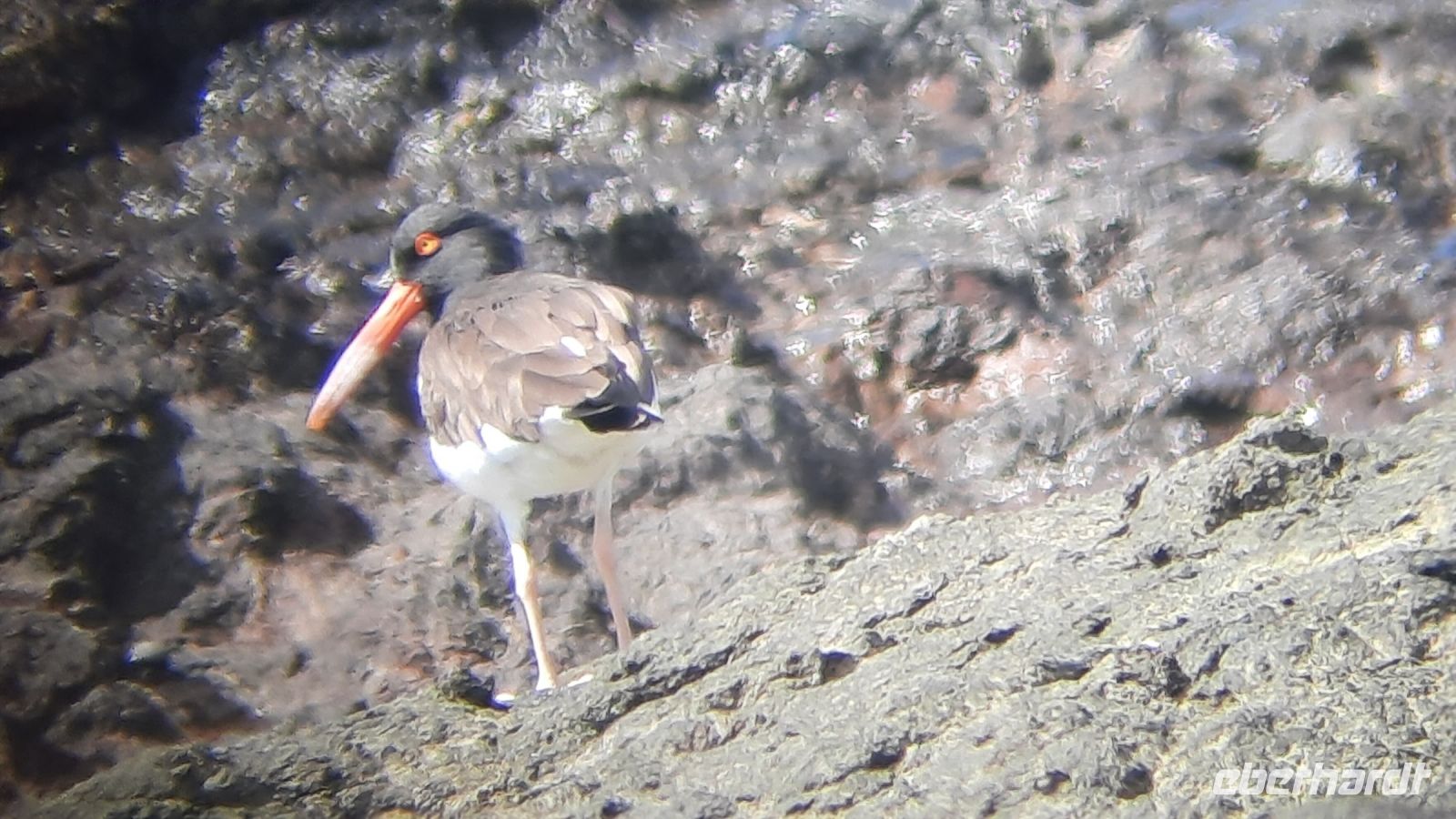 204 – Costa Rica, Corcovado-Nationalpark