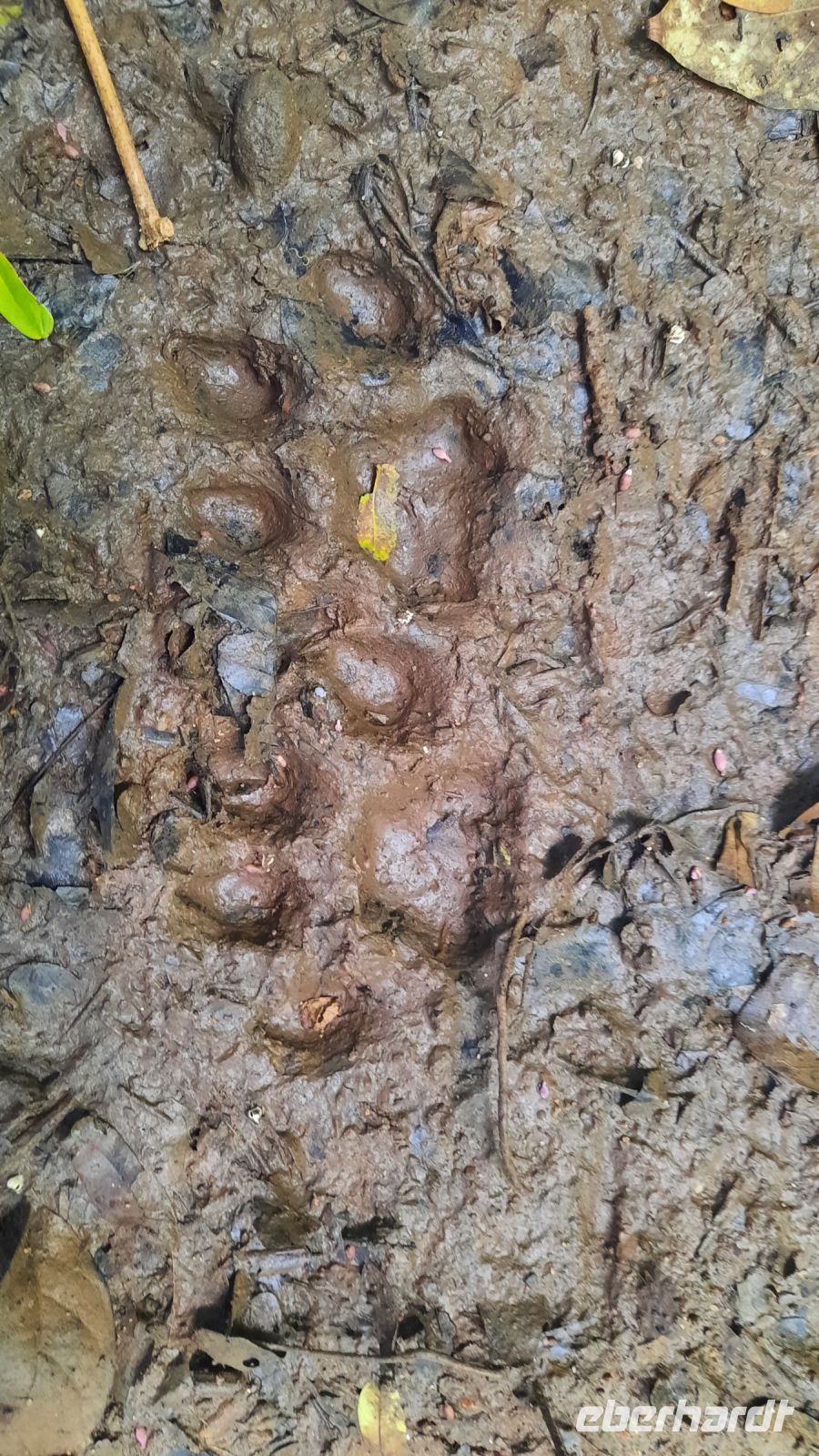 210 – Costa Rica, Corcovado-Nationalpark, Aktivität von Puma