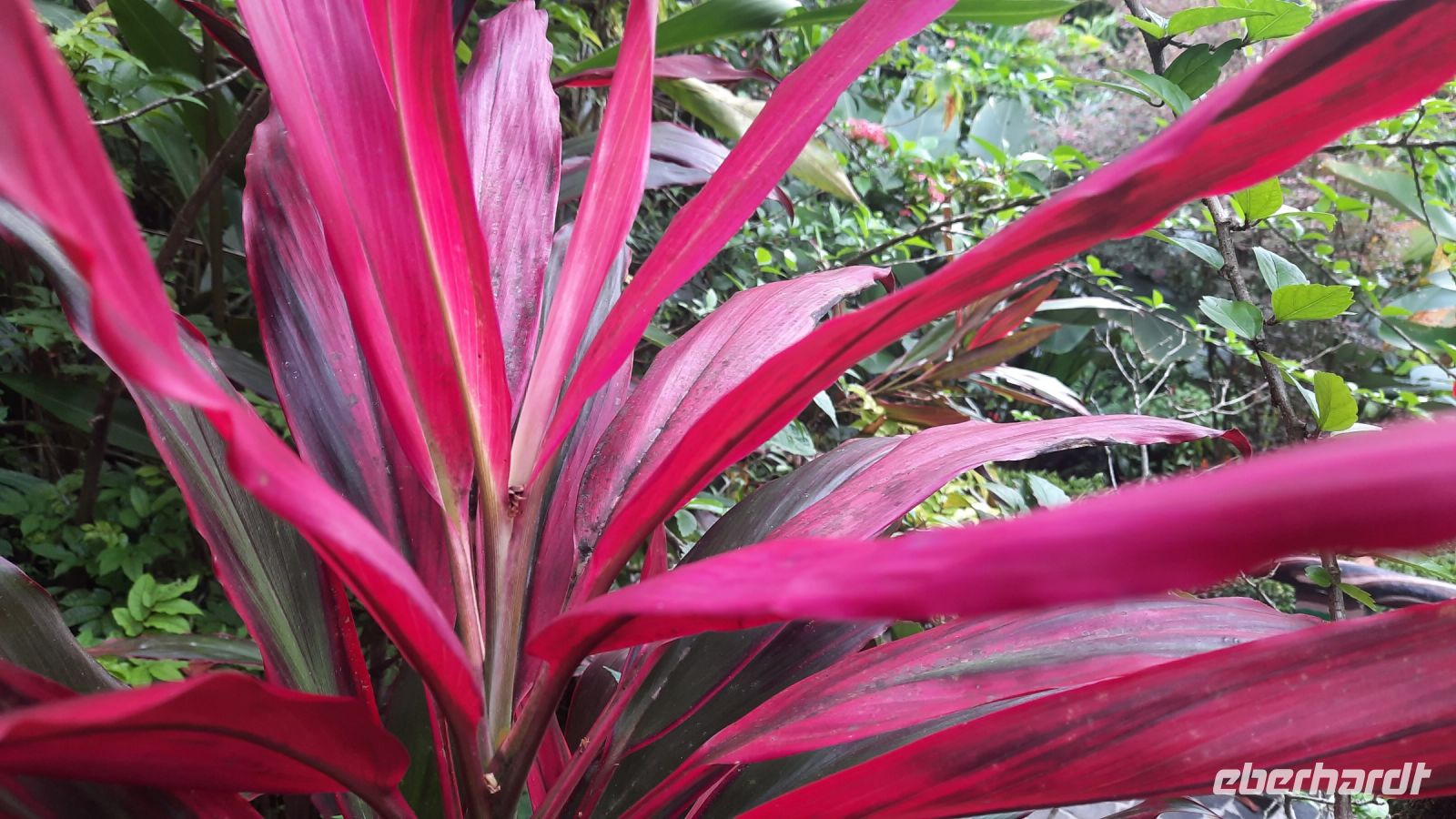 233 – Costa Rica, Corcovado-Nationalpark