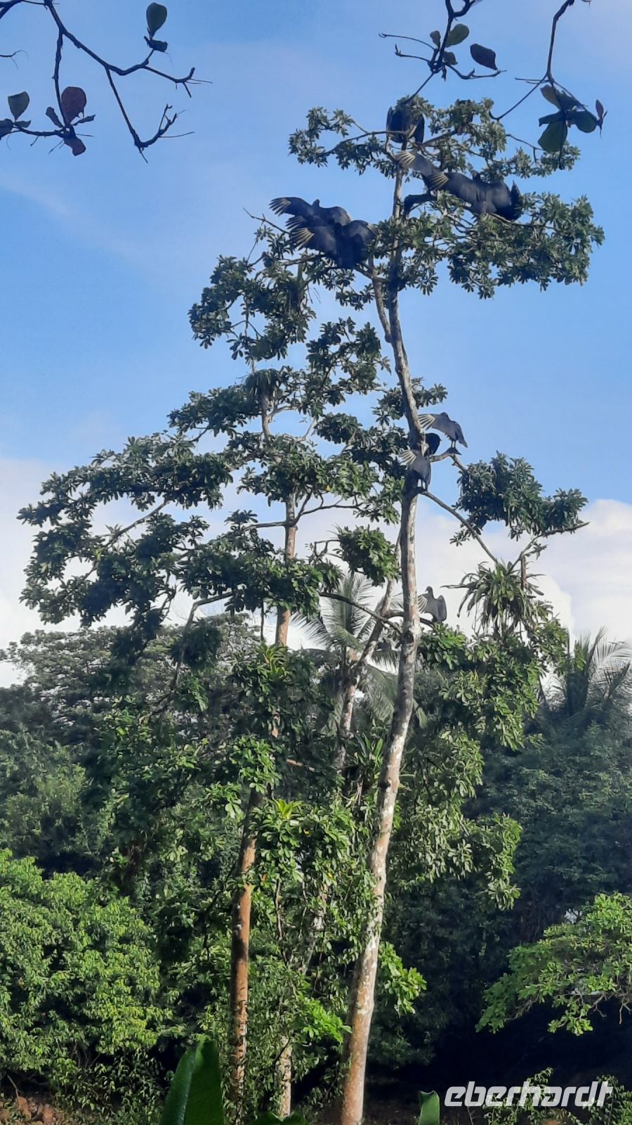 234 – Costa Rica, Corcovado-Nationalpark