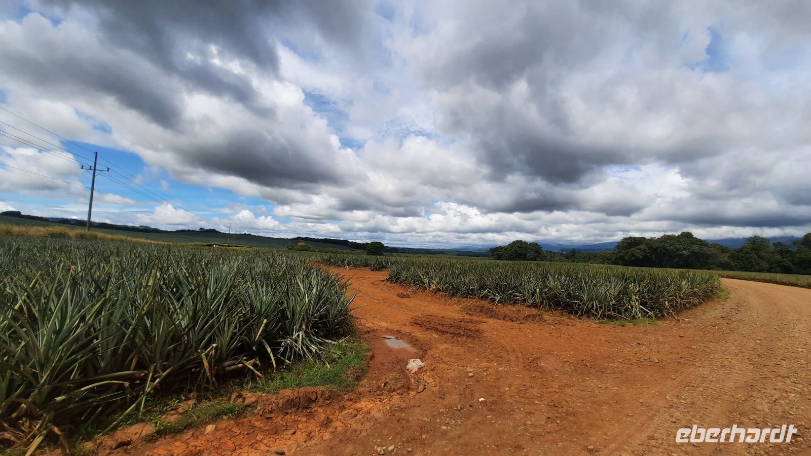 240 – Costa Rica, Ananasfeld