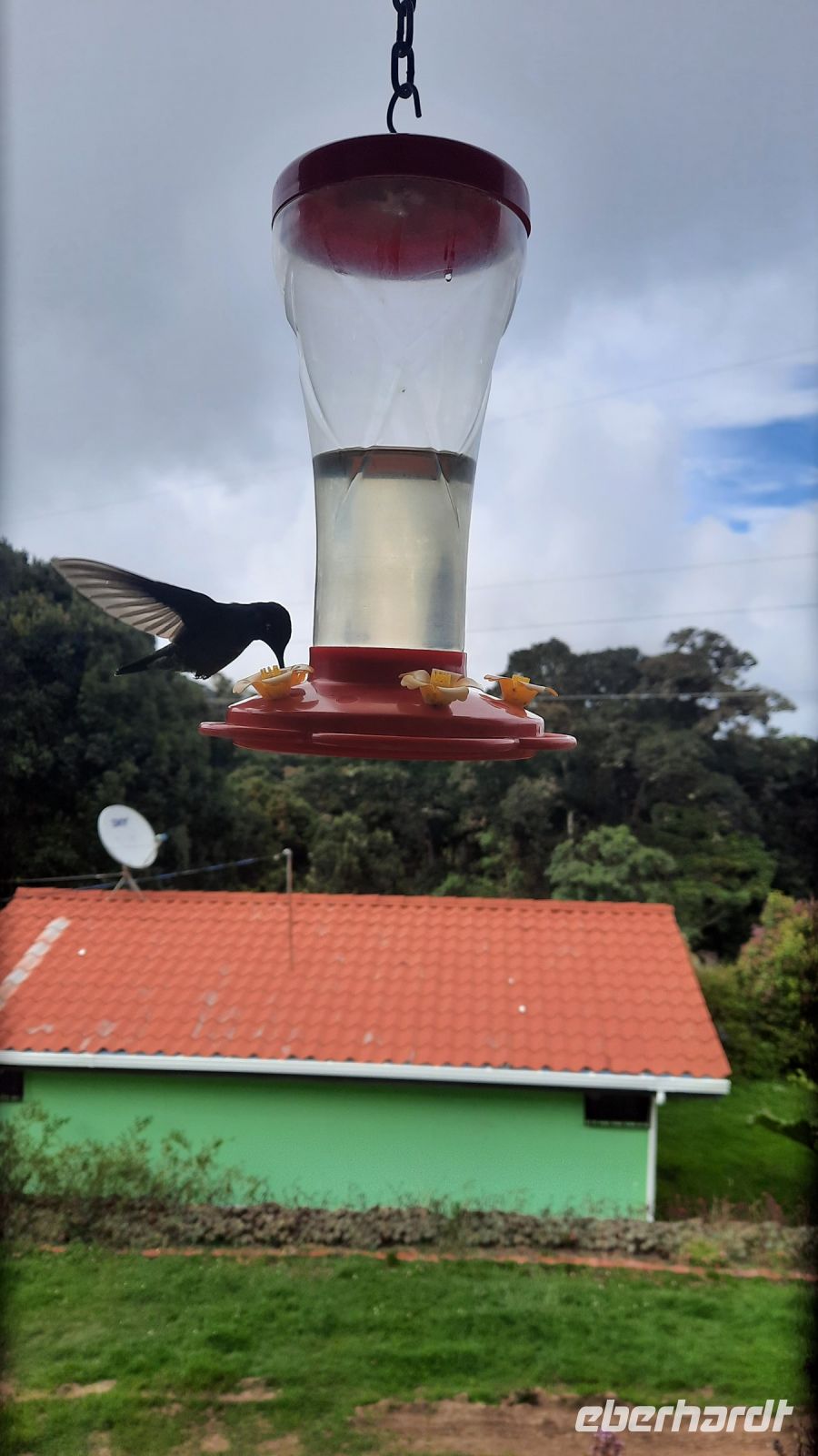 241 – Costa Rica, La Georgina, Kolibri