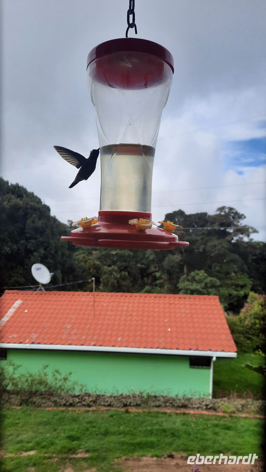 242 – Costa Rica, La Georgina, Kolibri